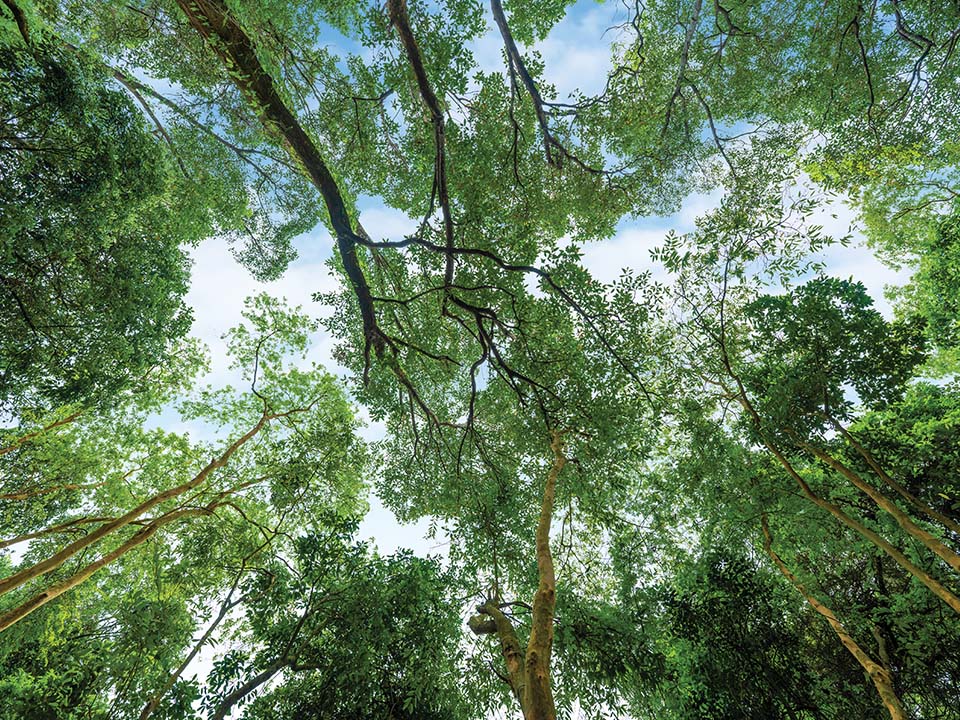 Forest bathing: immerse yourself in the sights and sounds of nature in lush woodlands at Lung Fu Shan