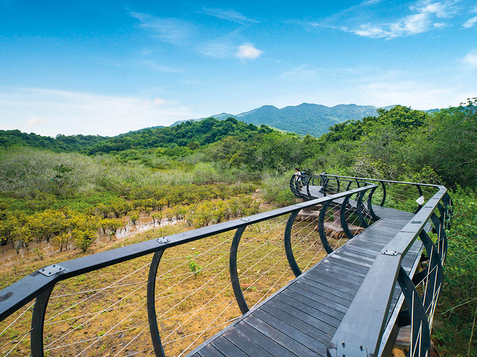 White-flowered Derris Boardwalk 2