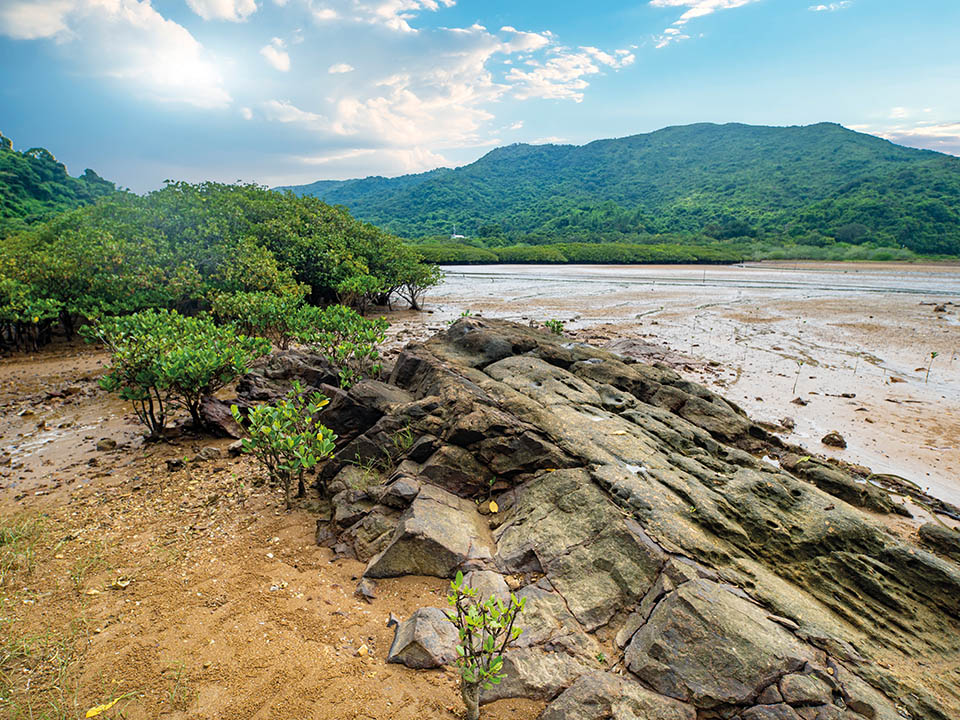 Coastal Heritiera and Mangroves 2