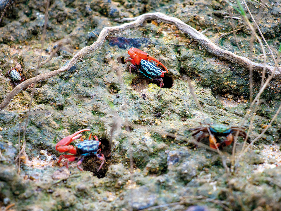 Coastal Heritiera and Mangroves 4