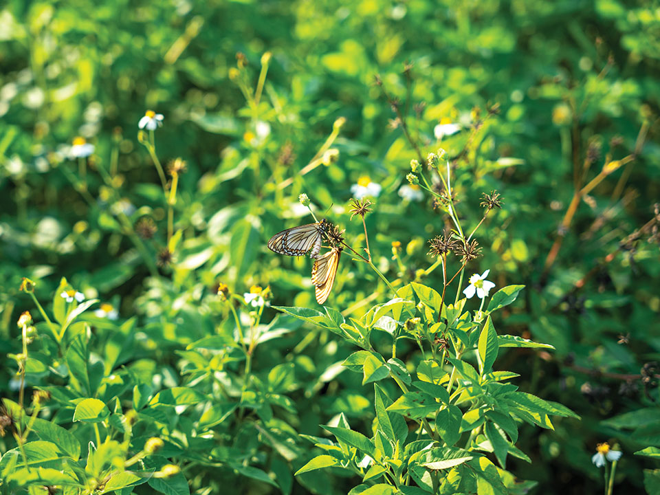 Butterflies at Sha Lo Tung